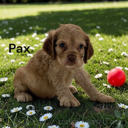 puppy, for, sale, Cocker Spaniel, Joe & Cherri  Overlease, dog, breeder, Miller, MO, dog-breeder, puppy-for-sale, forsale, nearby, find, puppyfind, locator, puppylocator, aca